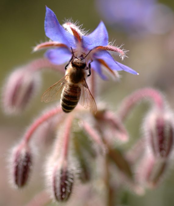 Biene an Borretsch 3 – ps