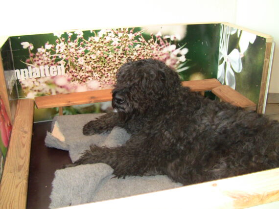 Brownie in der Wurfkiste