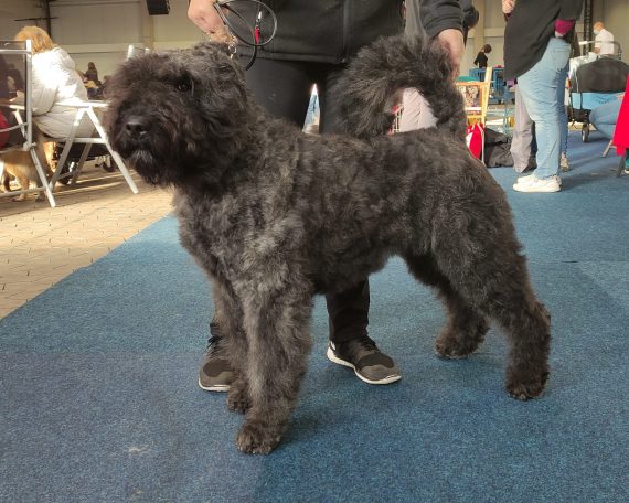 Carnica Dogshow Kassel 21