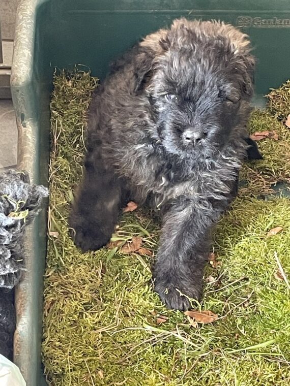 Welpe E-Wurf IMG_5449