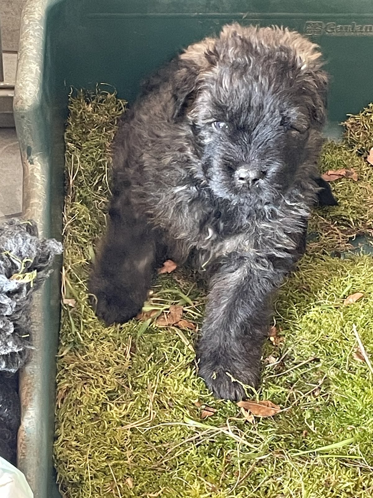 Welpe E-Wurf IMG_5449