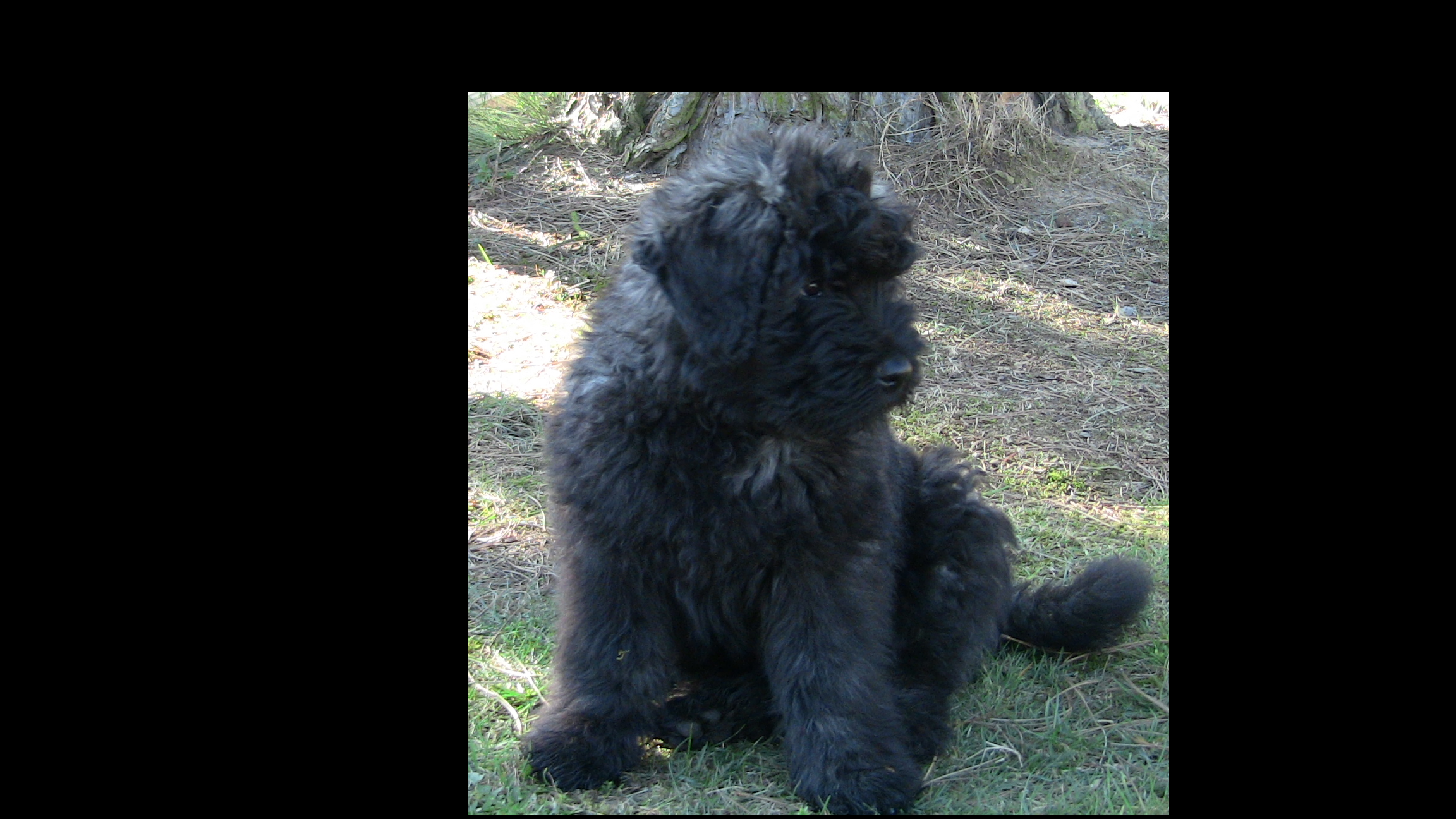 brownie als junghund 3