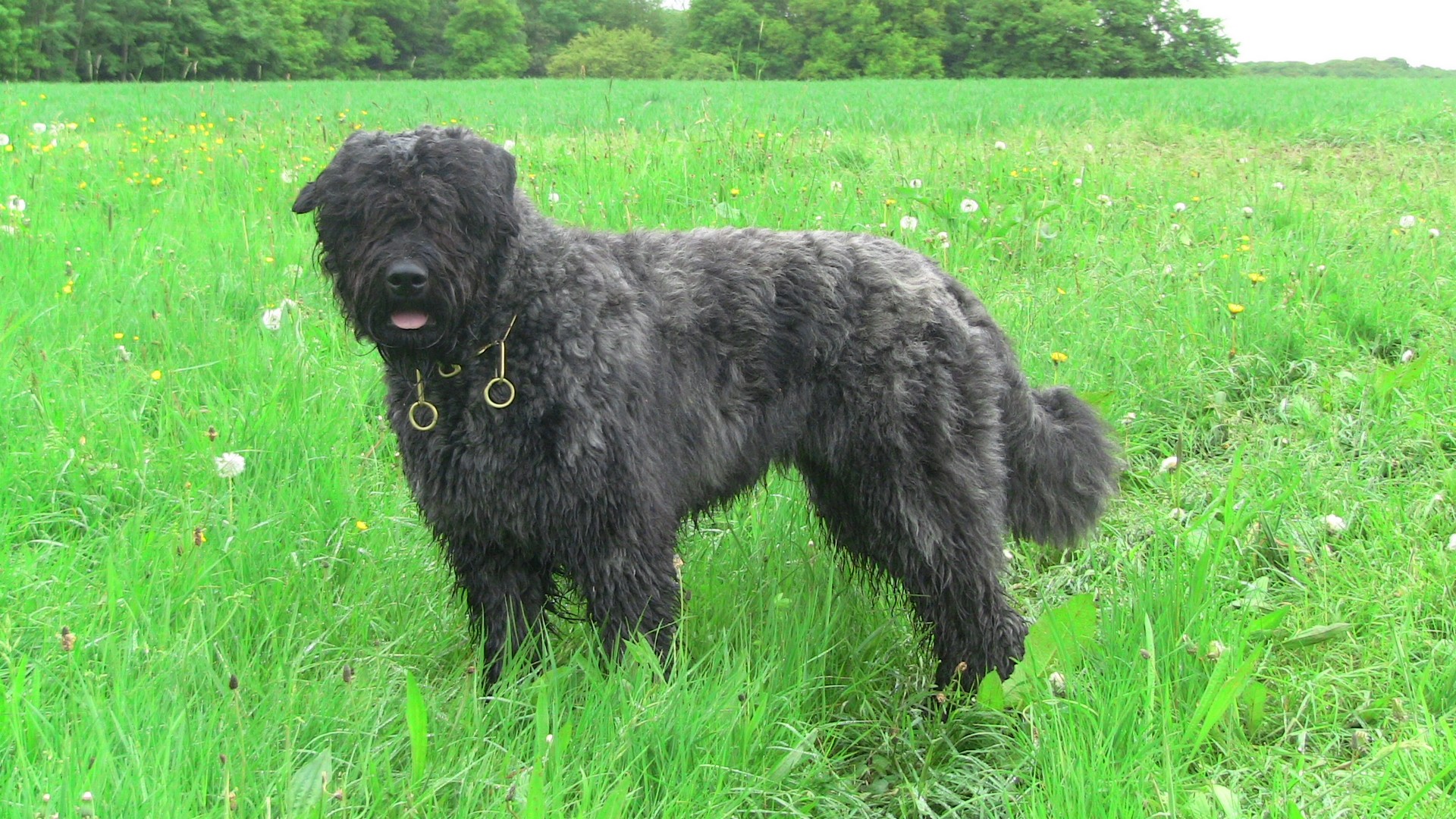 brownie-ist-schwanger