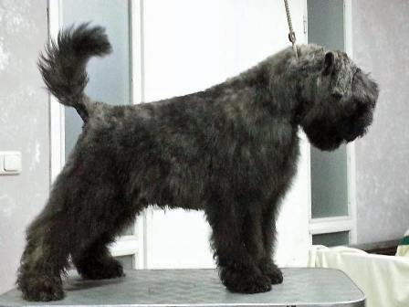 kingsley-bob_dogsfarm